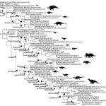 Filogenia de Ornithischia basada en especificadores. Imagen perteneciente al artículo “The phylogenetic nomenclature of ornithischian dinosaurs" publicado en PeerJ (https://peerj.com/articles/12362/#fig-1).
