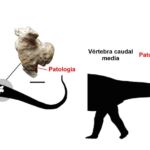 Esquema de las dos vértebras estudiadas y su ubicación en el cuerpo del animal.